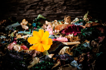 Flowers  Yellow Cosmos Flower drop on dried flowersの写真素材