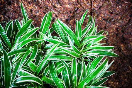 Lush spider plant or airplane plant in the gardenの写真素材