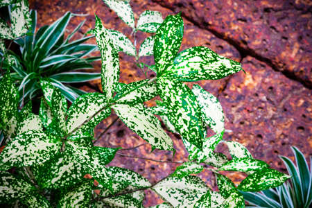 Golddust dracaena or Spotted dracaena or Florida Beauty plantの写真素材