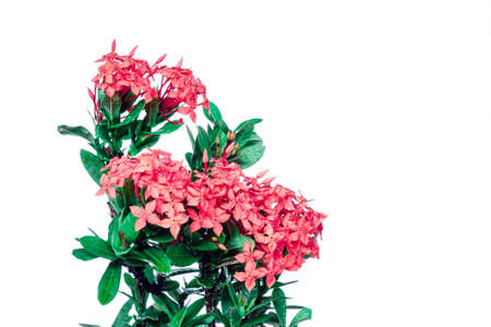 Pink rubiaceae  isolated in white backgroundの写真素材