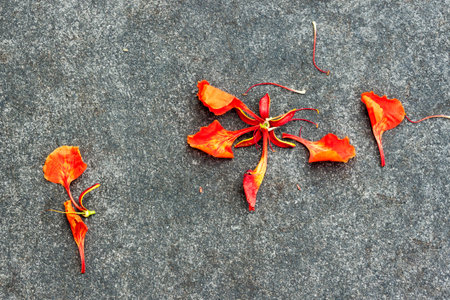 Flam-boyant flower petal drop on the ground