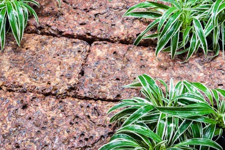 Wet Laterite floor background with Spyder plant