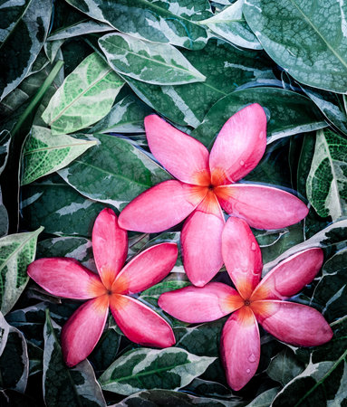 Group of pink drenched frangipani or Plumeria on green leavesの写真素材