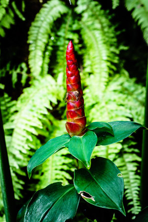 Costus spicatus, also known as Spiked Spirlaflag Ginger or Indian Head Gingerの写真素材