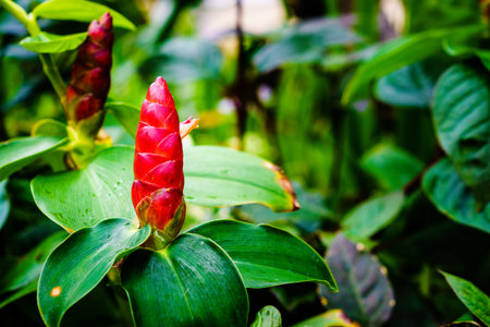 Costus spicatus, also known as Spiked Spirlaflag Ginger or Indian Head Ginger