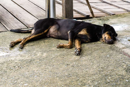 Homeless Lonely Street Dogの写真素材