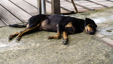 Homeless Lonely Street Dogの写真素材
