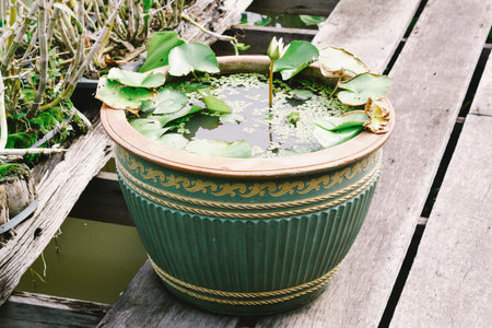 Lotus Basin in the tropical garden