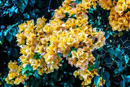 yellow bougainvillea