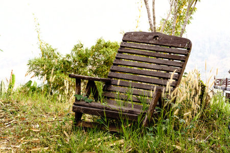 Old wood chair in forest garden