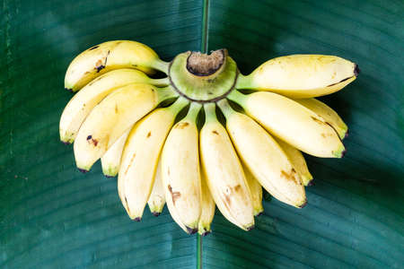 fresh yellow banana on green leafの写真素材