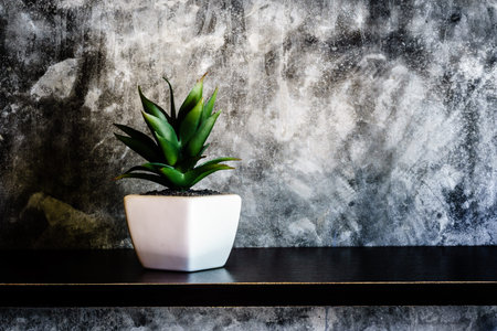 Green decorative plant near the cement wall , rustic home interior decor with copy spaceの写真素材