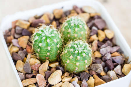 Close up of cactus in a potの写真素材