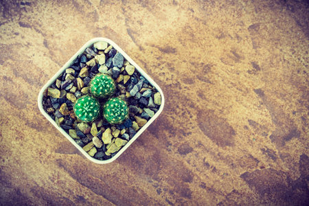 Top view of cactus in a pot with copy space