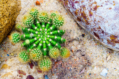 Cactus (Echinopsis oxygona)の写真素材