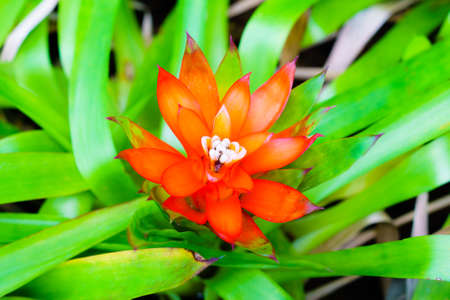 Orange Tufted airplant blooming (Guzmania sp) - Shallow DoF - Suitable for Background usageの写真素材