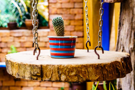 Cactus in pot in cactus gardenの写真素材