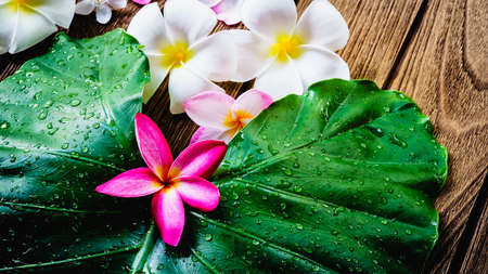 Frangipani or Plumeria flower beautiful colors with fresh green leaf on wooden background conceptの写真素材