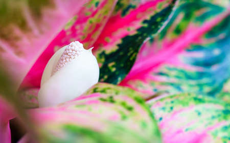 Aglaonema or Chinese Evergreen Plant flower close upの写真素材