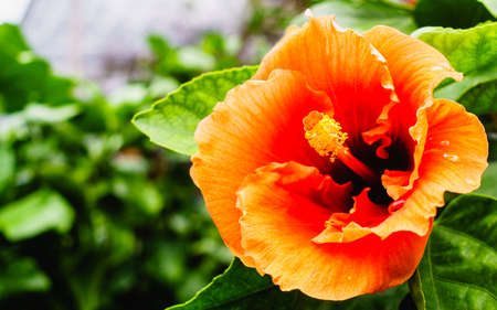 Beautiful Orange hibiscus flower or china rose or shoe flower close upの写真素材