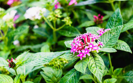 Egyptian starcluster or Star flower in the gardenの写真素材
