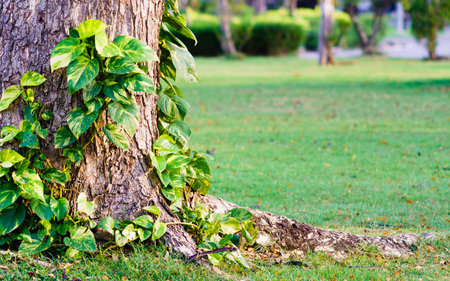 Golden pothos or devil's ivy climbing on tree in the park. Tropical garden decoration.