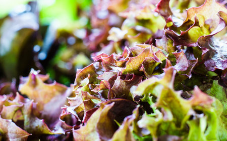 close up red oak lettuce. hydroponics vegetable.の写真素材