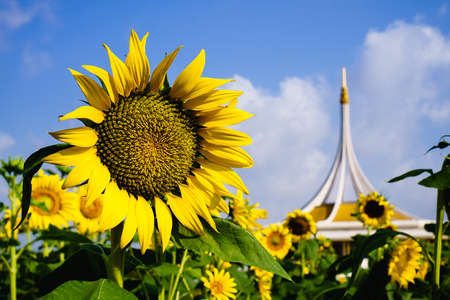 Sunflower in a field Suanluang RAMA IX, Bangkok, Thailandの写真素材