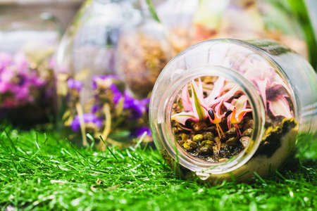 Home decoration idea, a terrarium garden scene in a clear bottleの写真素材