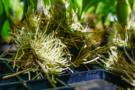 beautiful orchid rootの写真素材