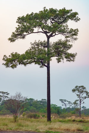 A Merkus pine tree standing tall in an open field