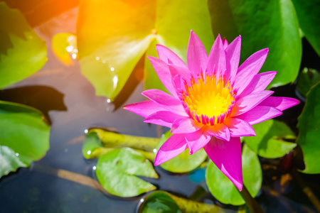 close up of pink lotus, beautiful flower in natureの写真素材
