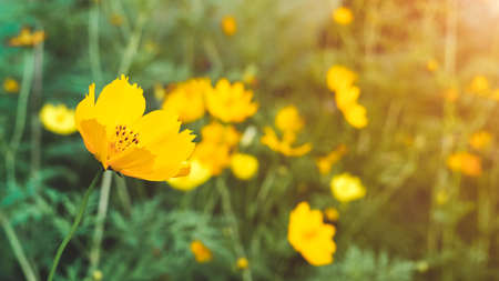 small beautiful yellow wild flowers blooming with sunset flare, nature backgroundの写真素材