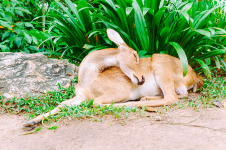 Deer sleeping on the ground in the parkの写真素材