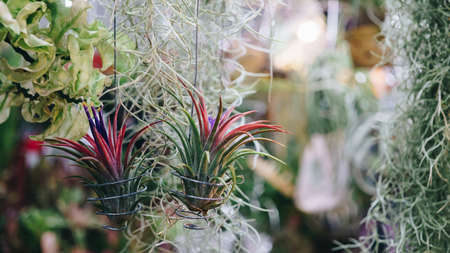tillandsia flower air plant for garden decorationの写真素材