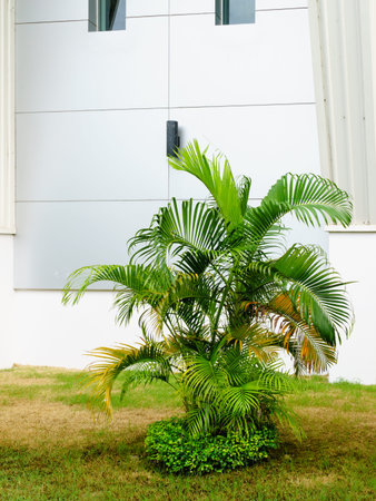 Dypsis lutescens or Areca palm or Golden Cane palm or Golden feather palm or butterfly palm...