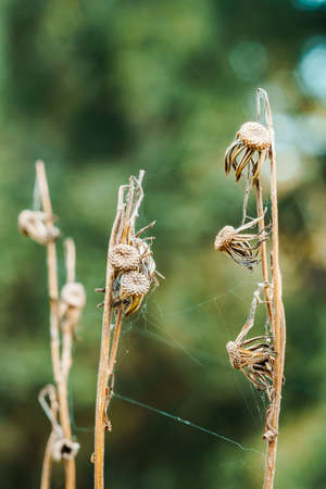 Nature abstract background - dry flower in green forestの写真素材