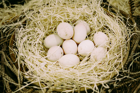 White eggs in the nest