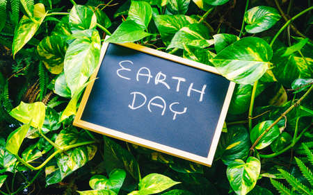 earth day concept, earth day word writing on chalkboard with nature green leaves backgroundの写真素材