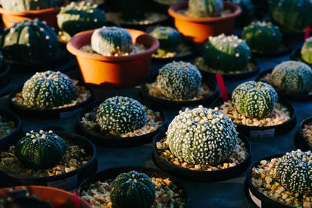 Close up of lovely small Astrophytum cactus in pot, array in tray at the plant shop selling in Thailand plant marketの写真素材