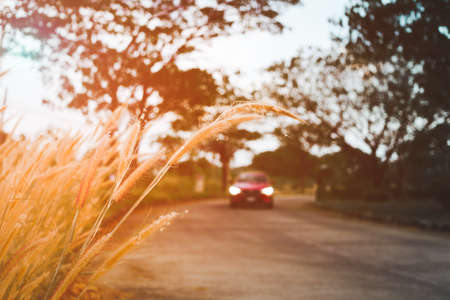 Travelling driving concept. Driving red car on the road during sunset with nature background selective focus on grass flower with filter effect.の写真素材