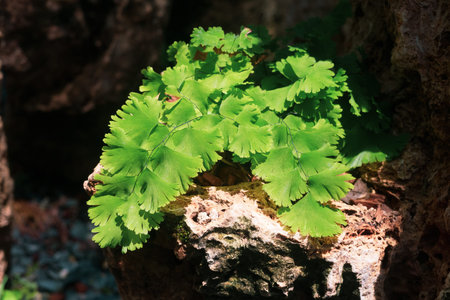 Adiantum capillus veneris or Southern Black Maidenhair fern. Close up of cute small green fern...