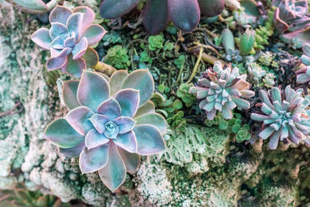 Close up top view of variety Succulent plants arrangement with decorative ornaments on a grunge rock stone. Beautiful nature wallpaper background.の写真素材