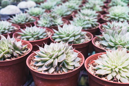 Beautiful green nature pattern texture of small succulent plant in flower pots. Still life shot of many succulent plants selling in the flower markets.の写真素材