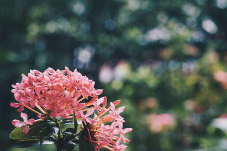 Close up of pink ixora flowers blooming in the fresh green garden vintage retro tone. Flower nature wallpaper background concept.の写真素材