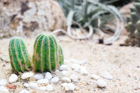Still life close up shot of small green cactus group. Selective focus. Beautiful nature wallpaper background.の写真素材