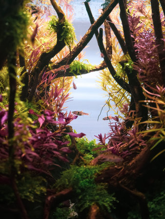 Beautiful tropical aqua scape, Nature Aquarium green plant an tropical colorful fish in aquarium...
