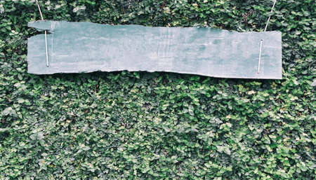 Blank wood label on coatbuttons plant or Mexican daisy plant texture pattern background, Blank space for your textの写真素材