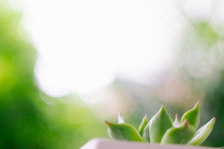 Close up selective focus of beautiful succulent with green bokeh nature background.