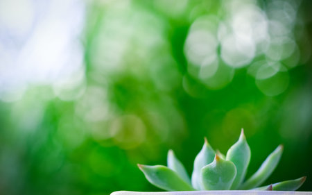Close up selective focus of beautiful succulent with green bokeh nature background.